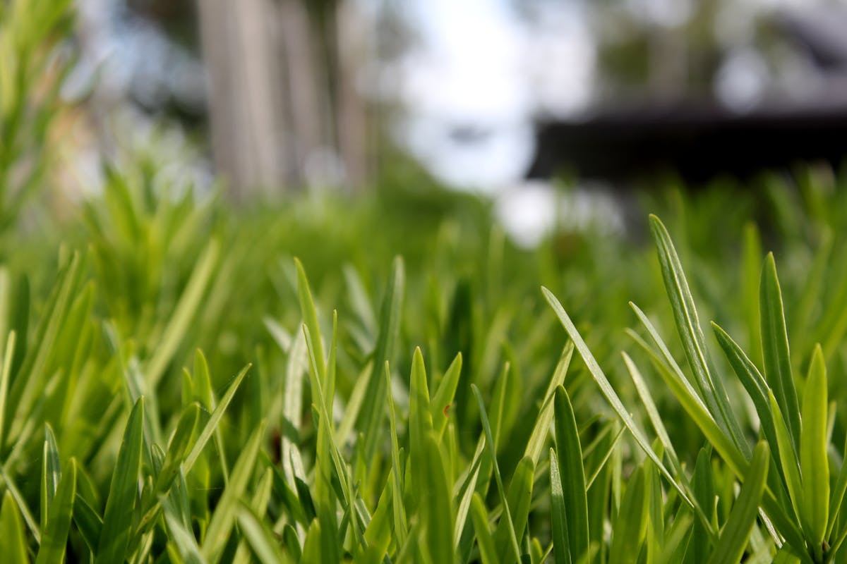 Warum verbrennt mein Rasen im Sommer