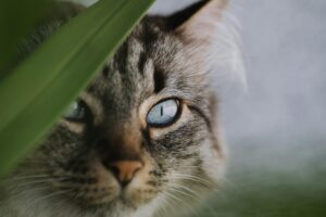 Welche Pflanzen vertragen sich nicht mit Haustieren?