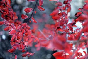 Wie kann ich meinen Garten im Winter pflegen?
