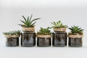 Welche Pflanzen sind ideal für ein kühles Wohnzimmer?