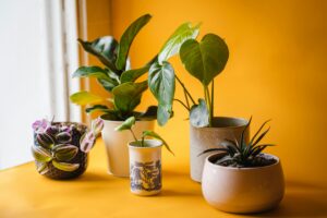 Welche Pflanzen sind ideal für eine Südterrasse?