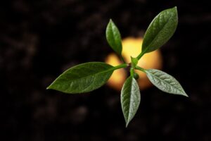 Welche Pflanzen sind ideal für einen hängenden Garten