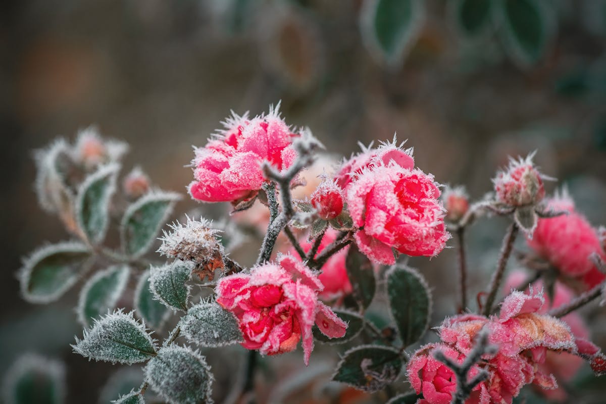 Wie kann ich meinen Garten winterfest machen?