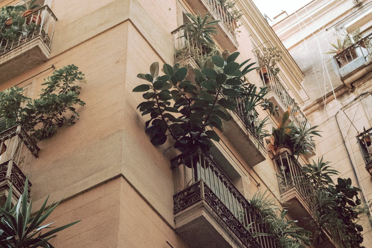 Welche Pflanzen sind ideal für einen schattigen Balkon?