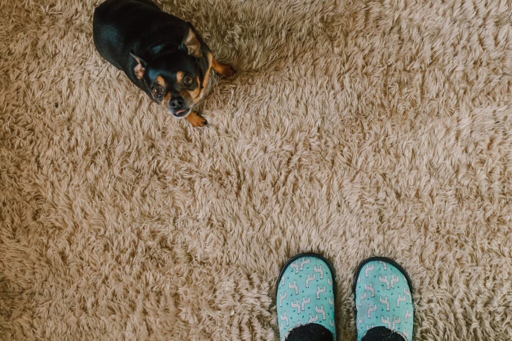 Wie entferne ich Farbflecken von meinem Teppichboden? 14 Wie entferne ich Farbflecken von meinem Teppichboden?