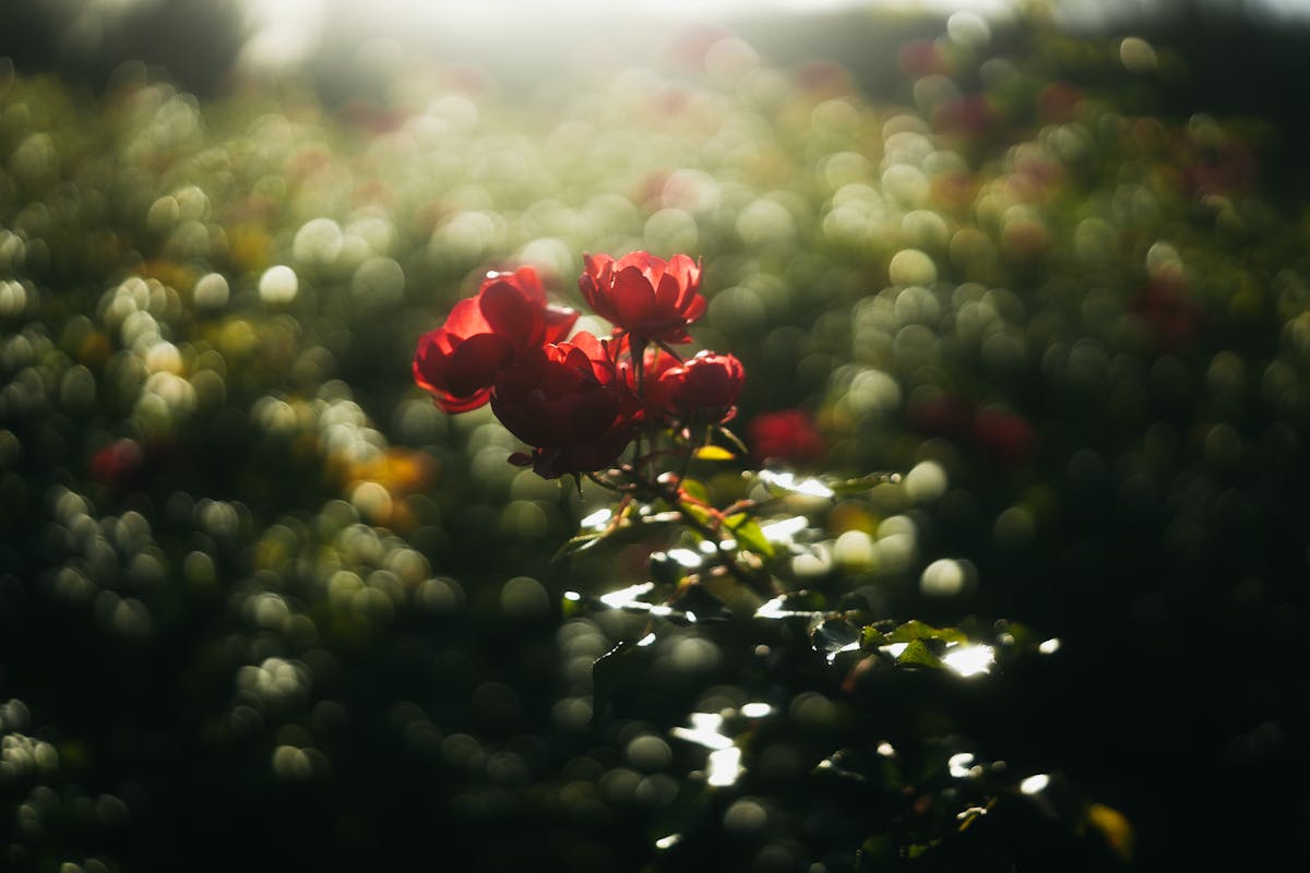 Wie kann ich meinen Garten im Sommer vor Trockenheit schützen?